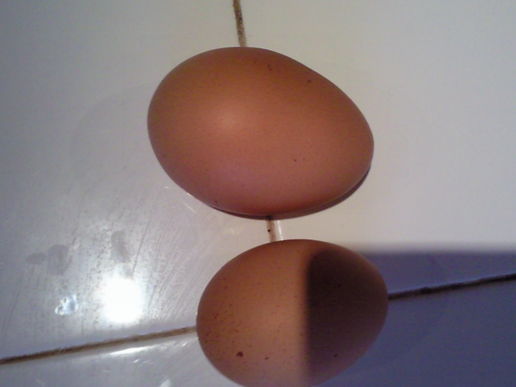 HUGE egg / normal egg